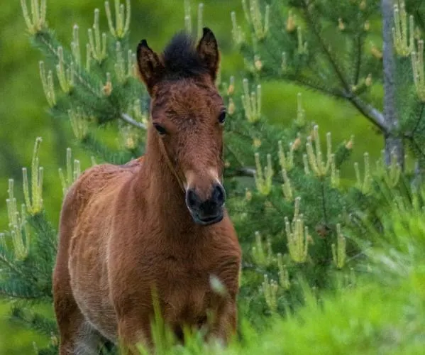 La Casa Con Giardino Tra Borghi, Boschi Cascate E Natura Borzonasca